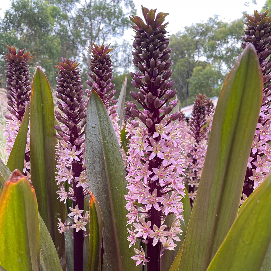 pineapple lily plant Purple Pineapple Lily