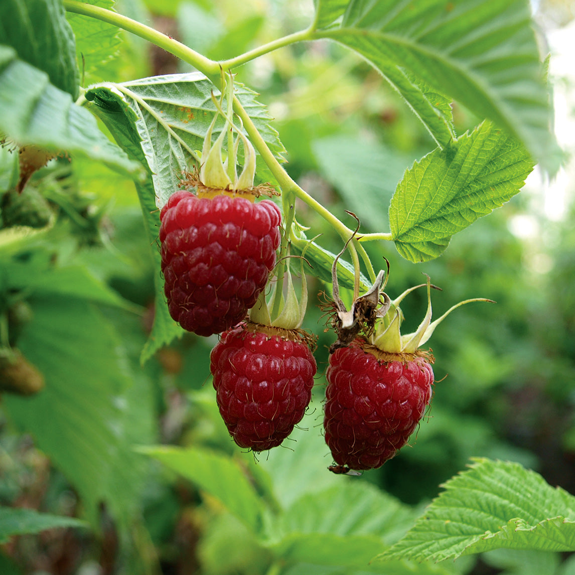 Raspberry 'Chilliwack'