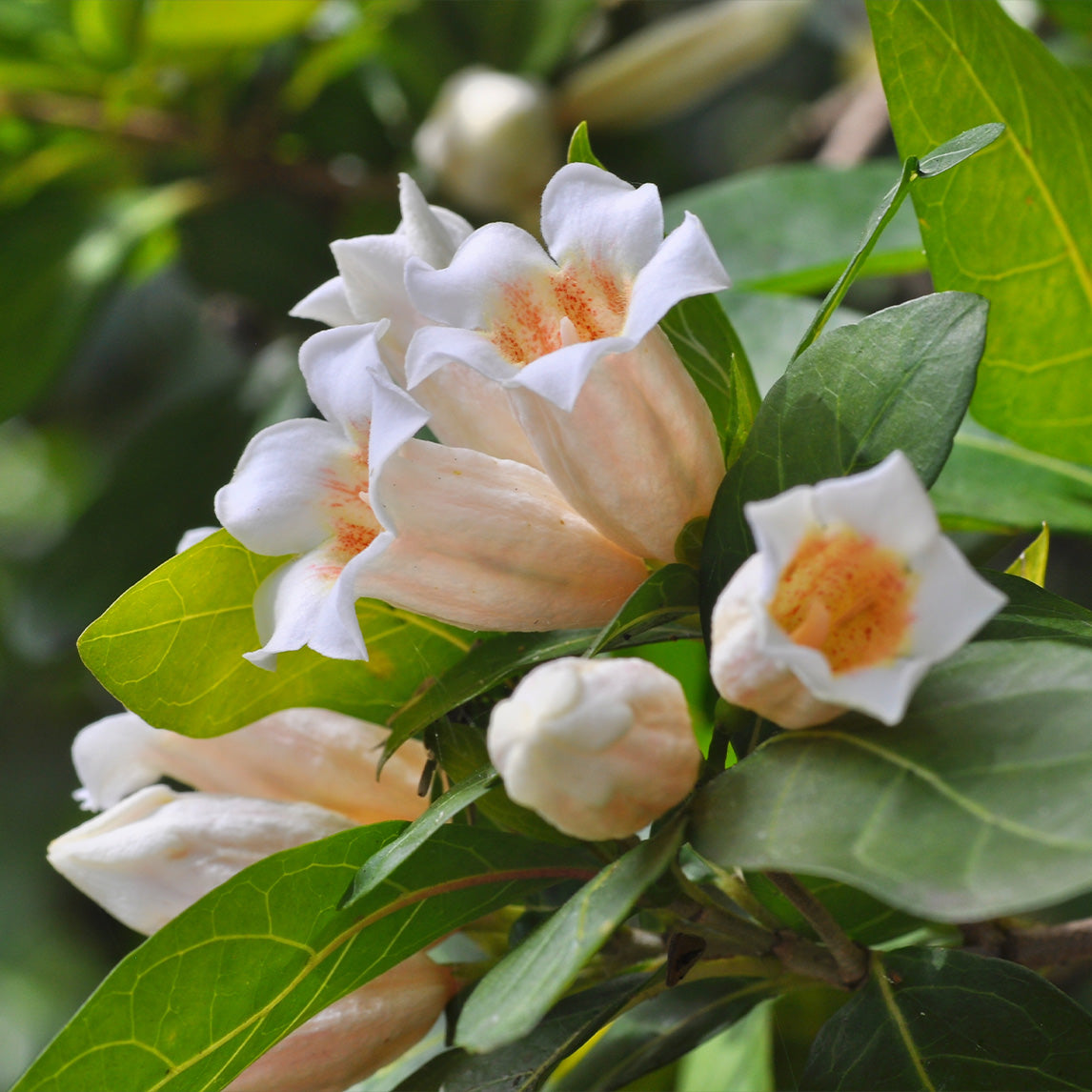 Rothmannia Globosa - The Diggers Club