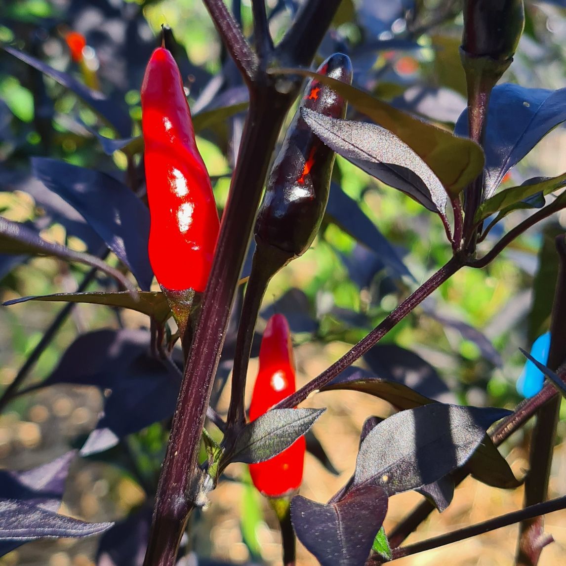 Chilli &#39;Maui Purple&#39; (Organic)