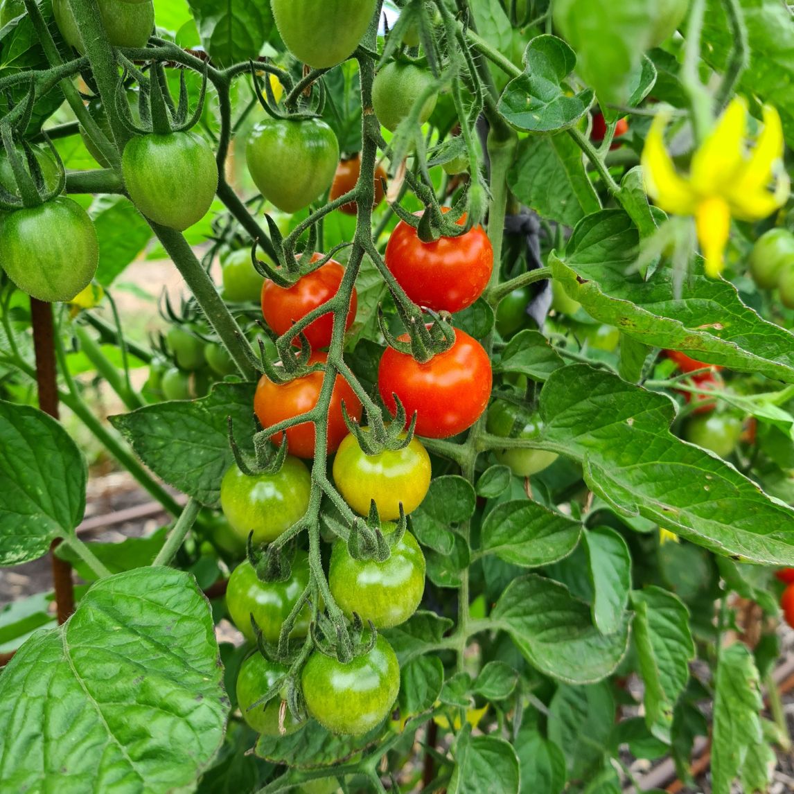 Tomato 'Valentine'
