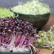 Complete Sprouts Kit - NT/TAS/WA