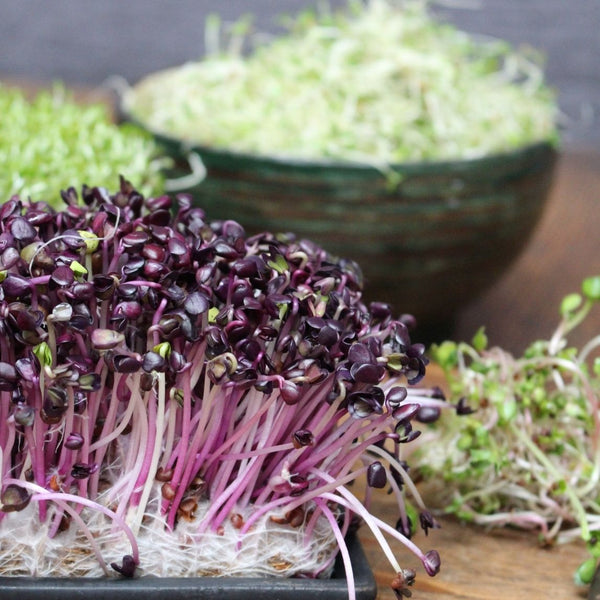 Red Radish Sprouts The Diggers Club