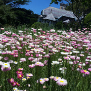 Native Everlasting Daisy Meadow