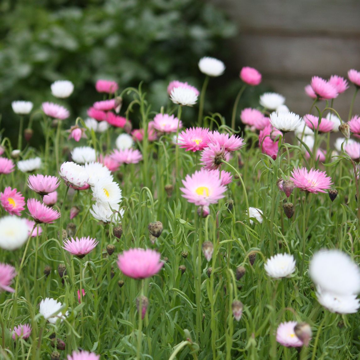 Paper Daisy- Rose seeds