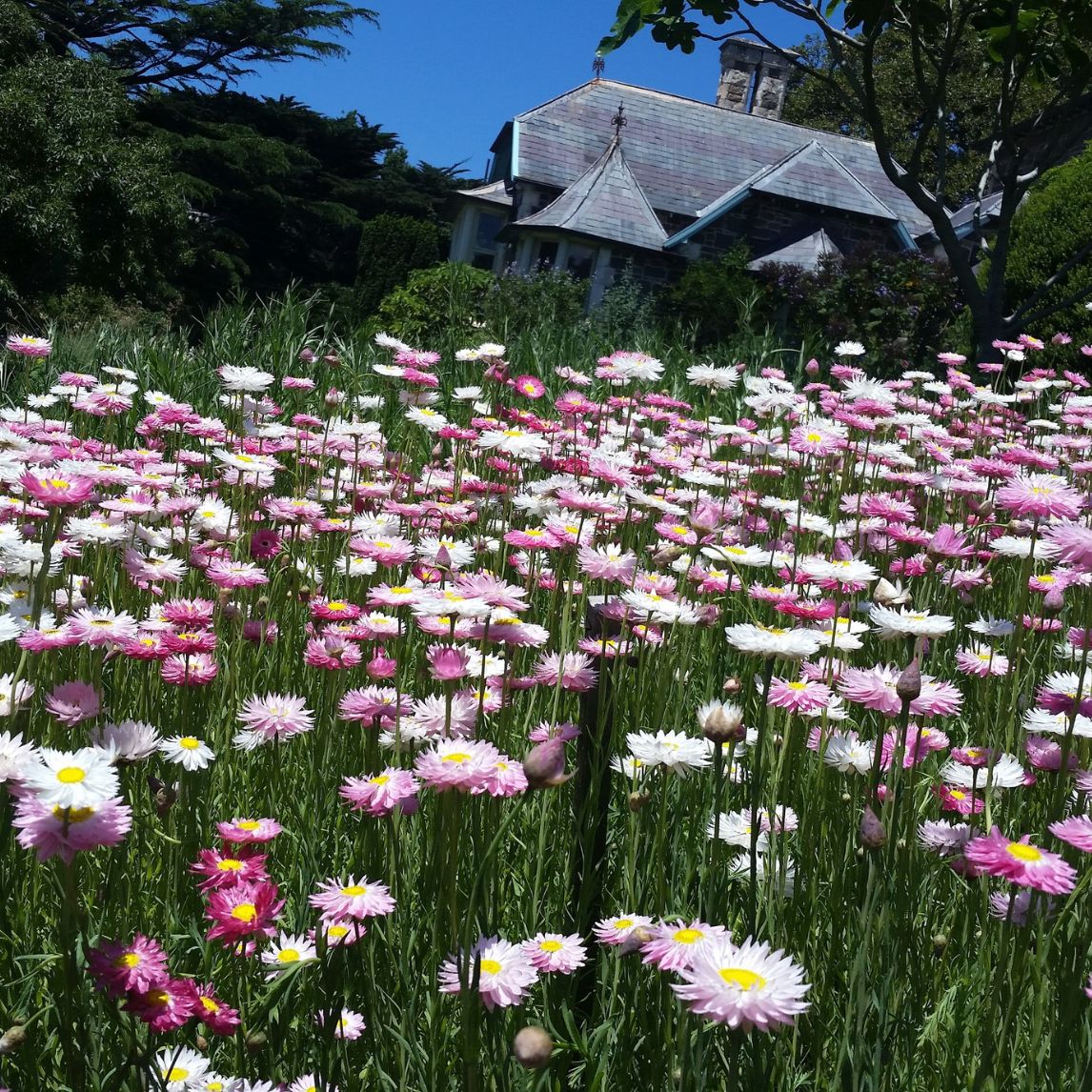 Native Everlasting Daisy Meadow