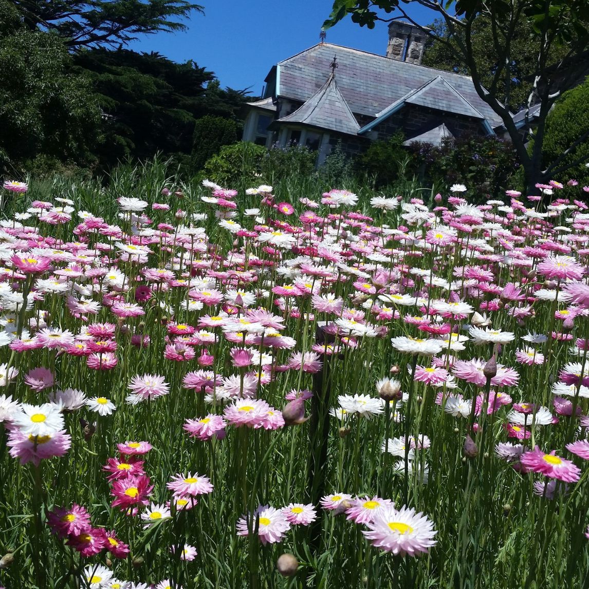 Paper Daisy- Rose seeds