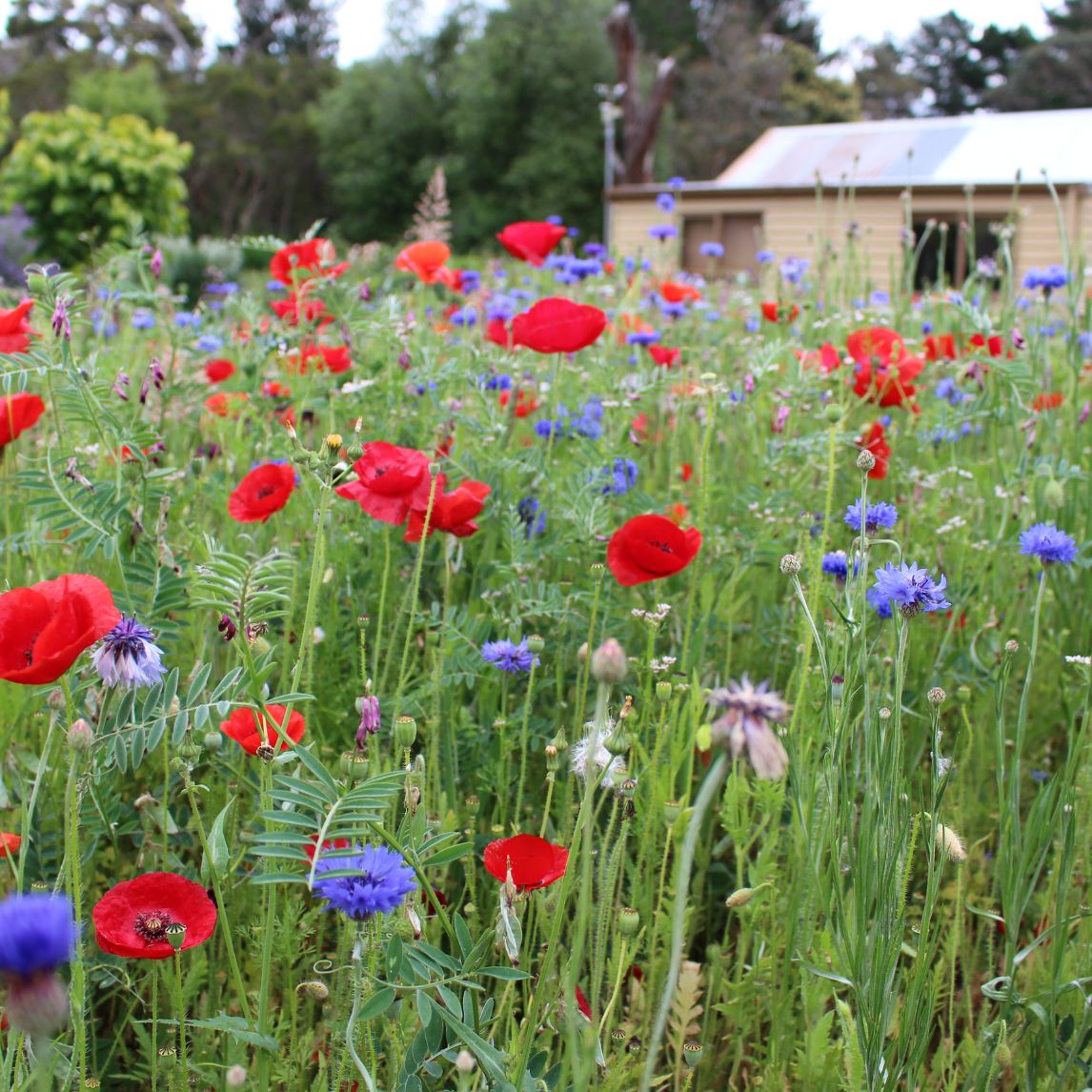 Spring Meadow Mix 5 Sqm