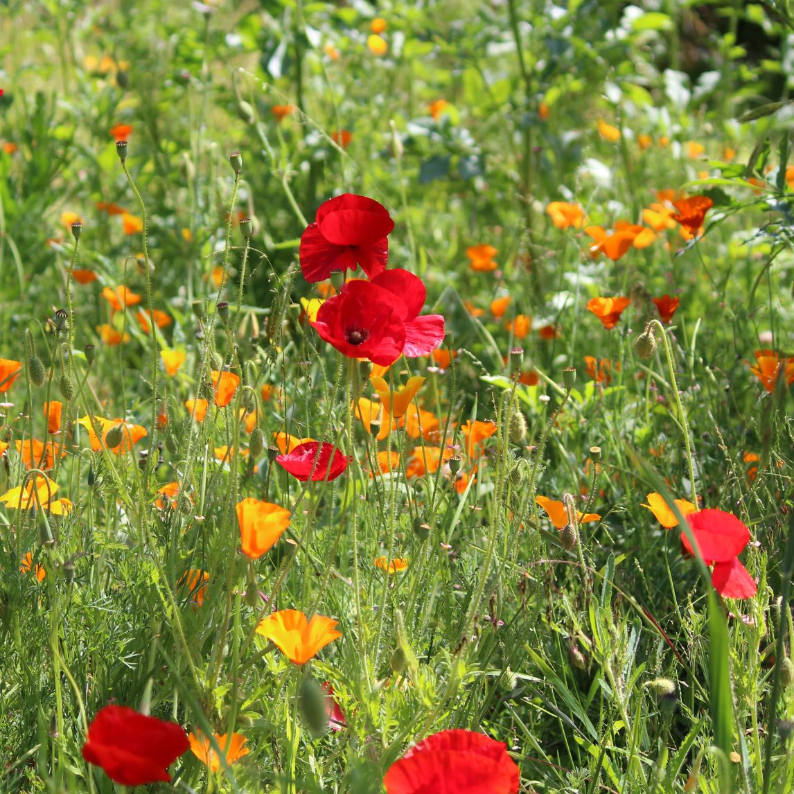 Wildflower Meadow Mix
