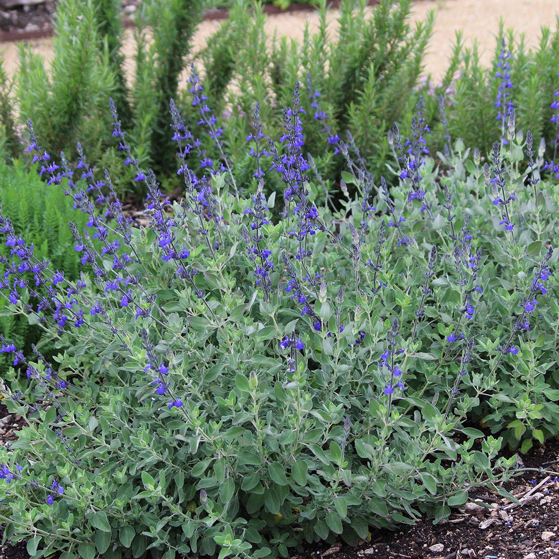Salvia 'Marine Blue'