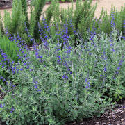 Salvia 'Marine Blue'