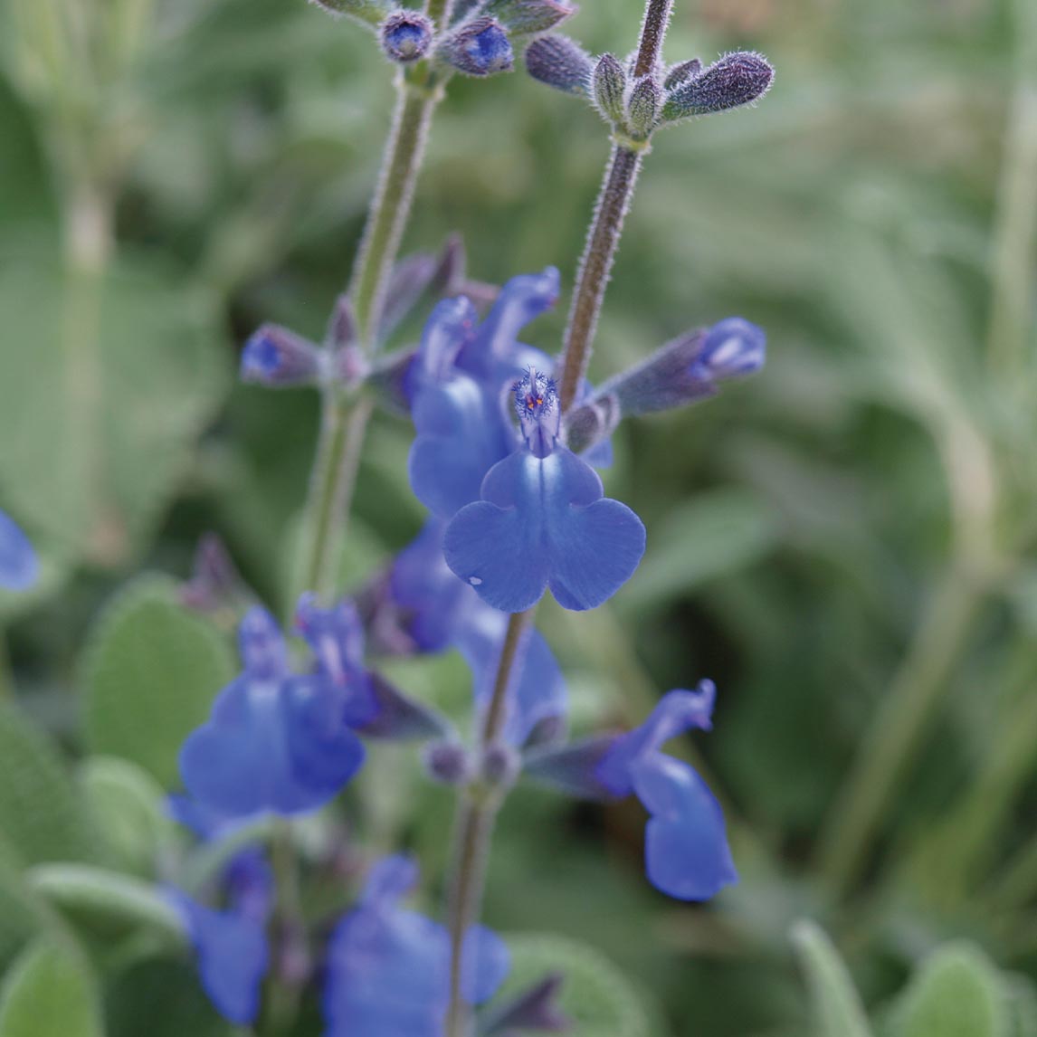 Salvia 'Marine Blue'