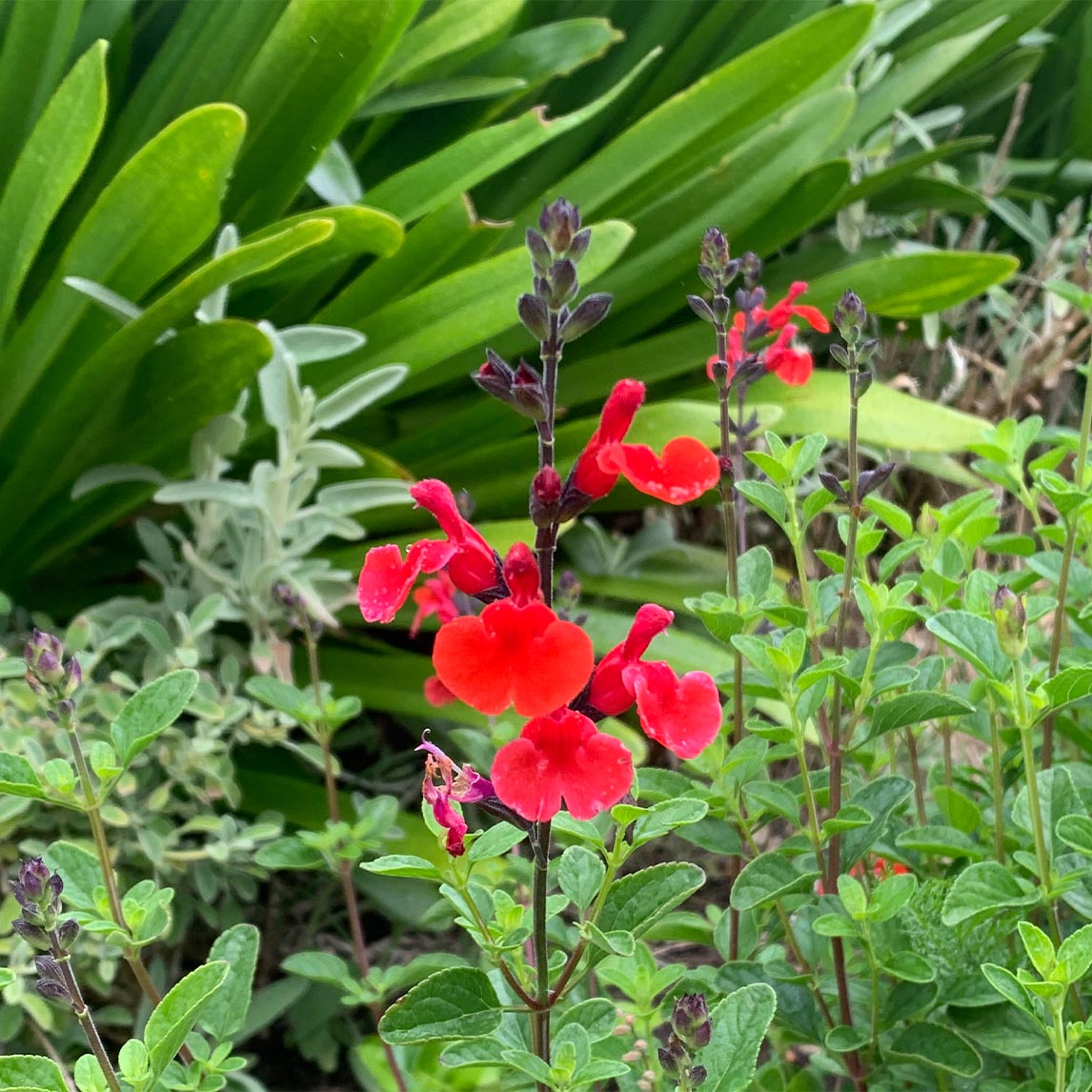 Salvia 'Royal Bumble'