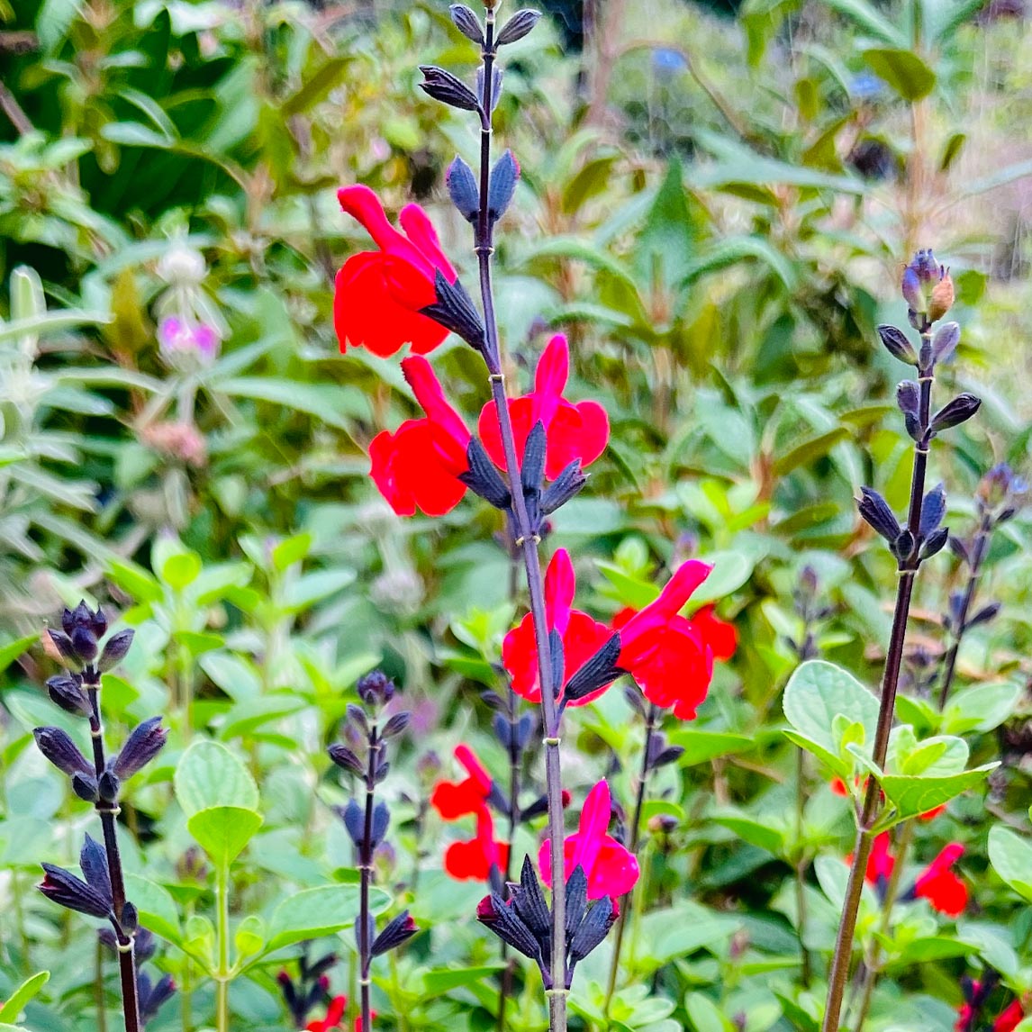 Salvia 'Royal Bumble'