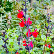 Salvia 'Royal Bumble'