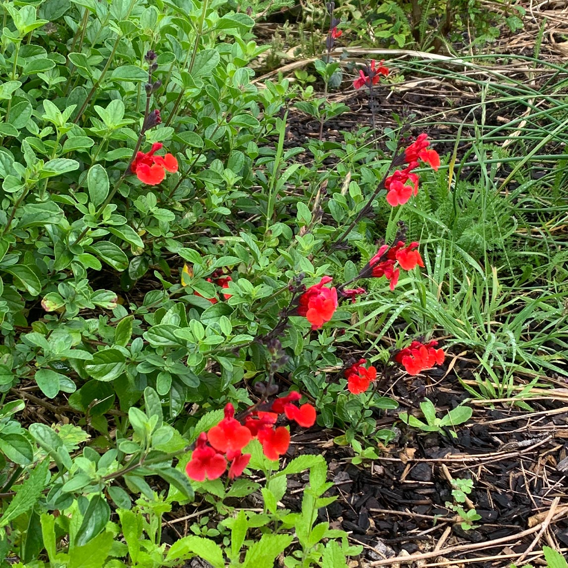 Salvia 'Royal Bumble'