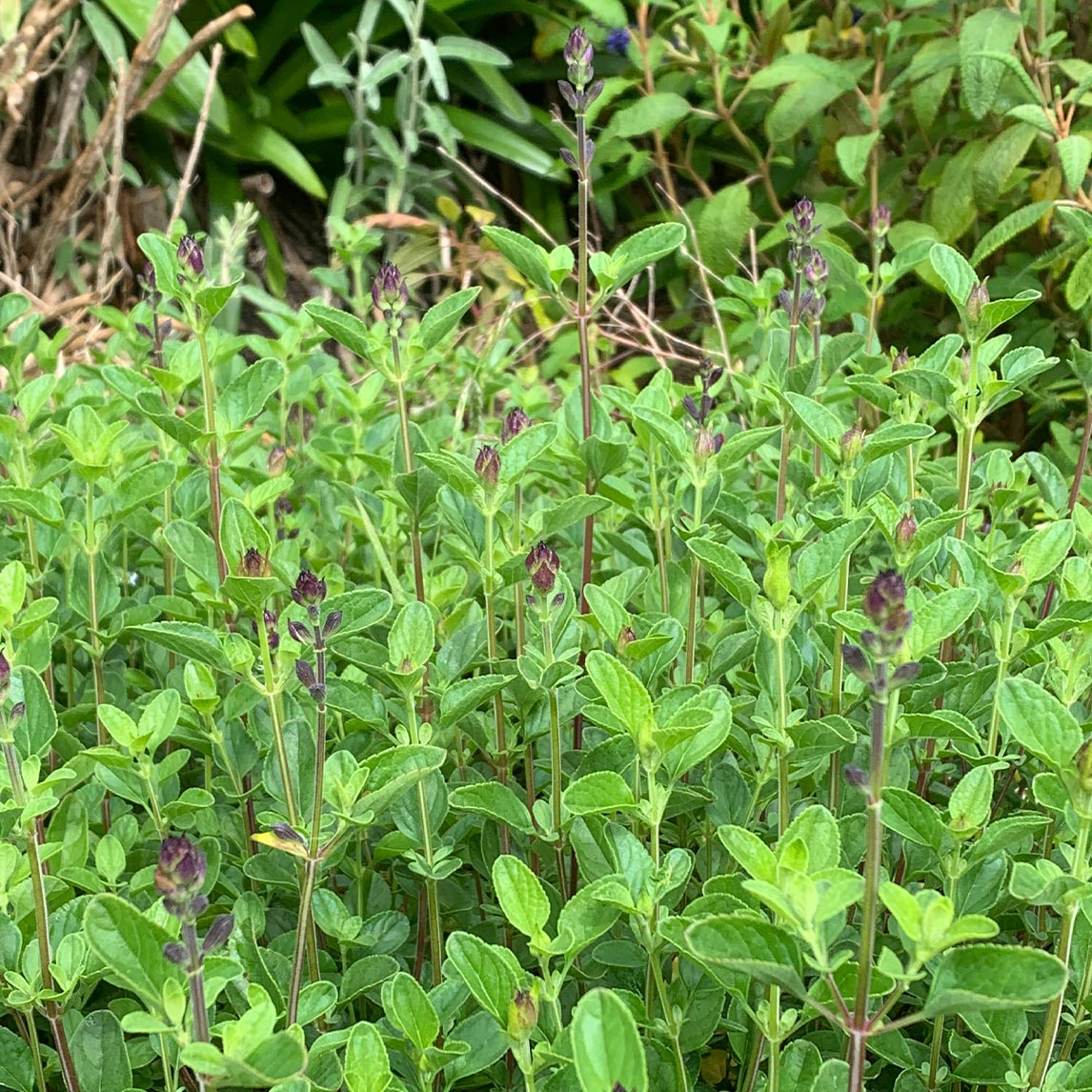 Salvia 'Royal Bumble'