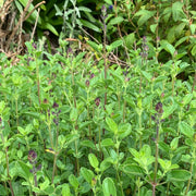 Salvia 'Royal Bumble'