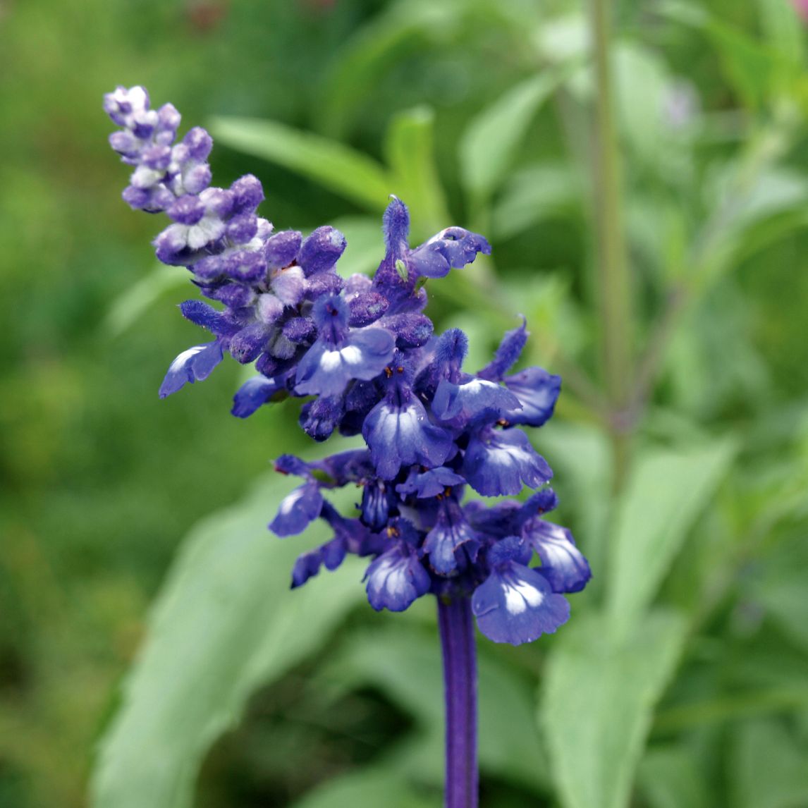 Salvia 'Cottage Blue'