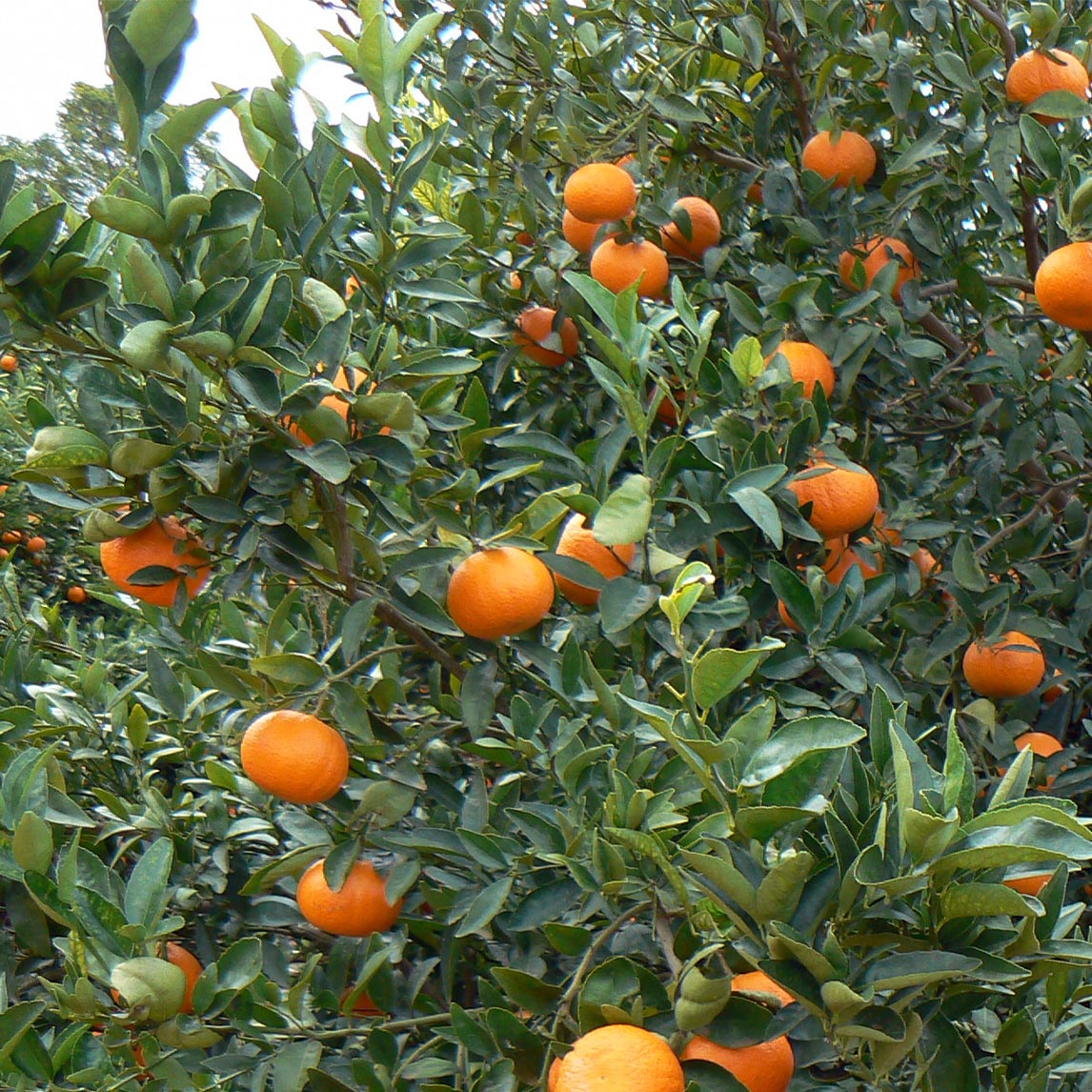 Seville Sour Orange