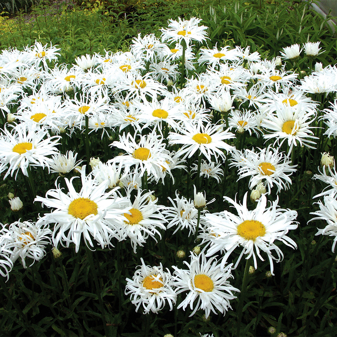 Shasta Daisy 'Shaggy Gem'
