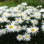 Shasta Daisy 'Shaggy Gem'