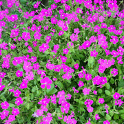 Silene 'Pink' Clive's selection