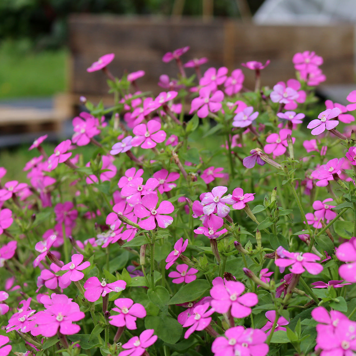 Silene 'Pink' Clive's selection