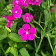 Silene 'Pink' Clive's selection
