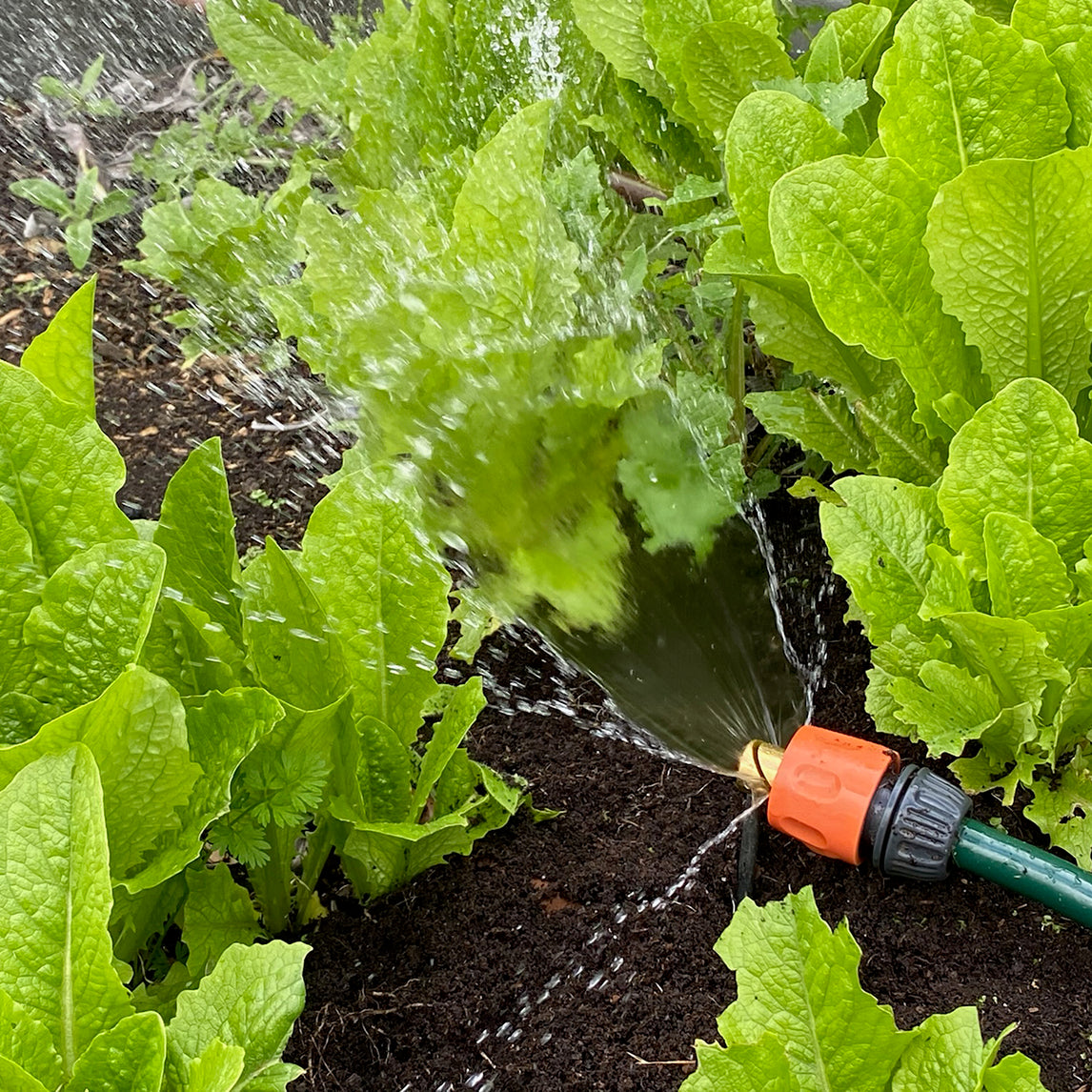Directional Spike Sprinkler