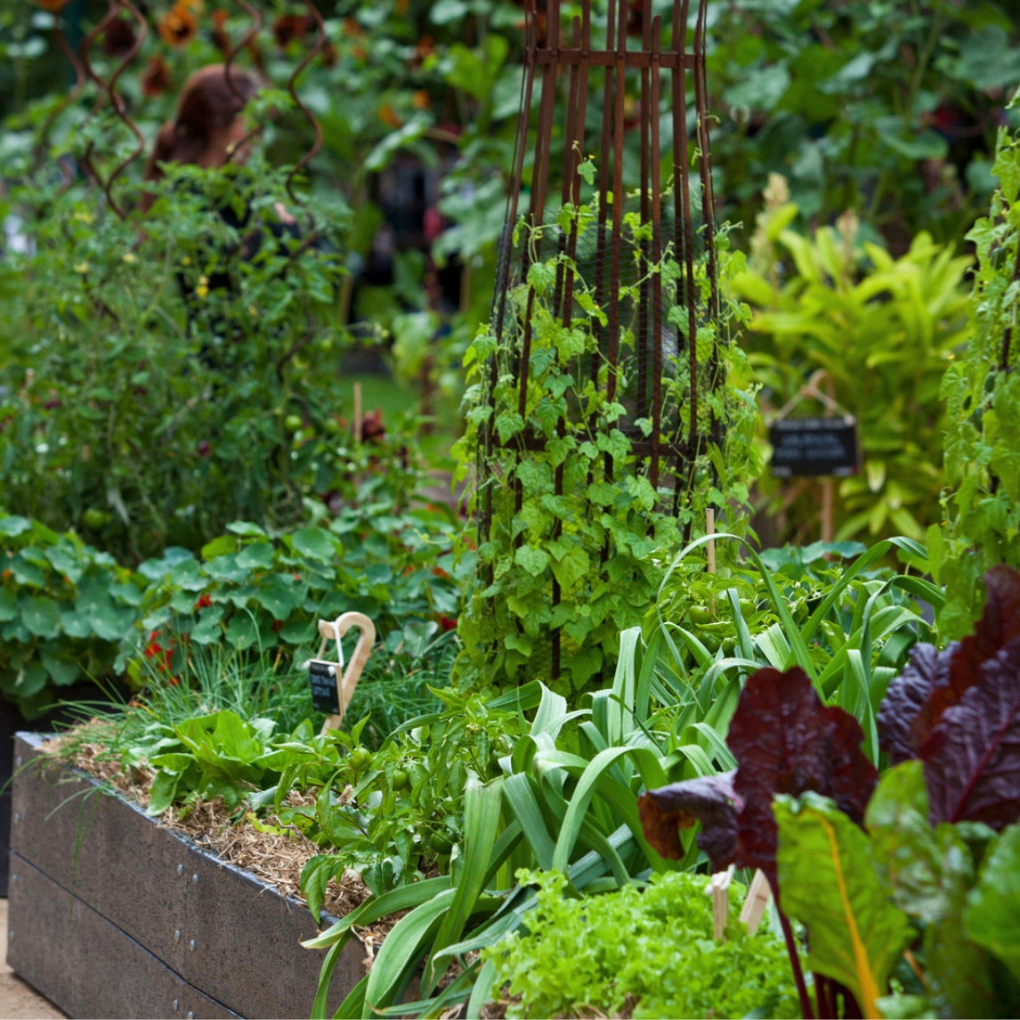 Summer Vegie Patch Workshop