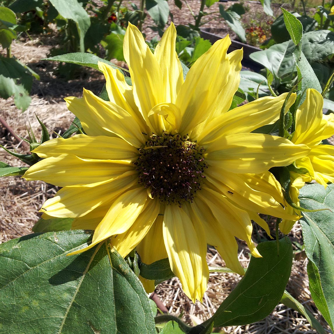 Sunflower &#39;Lemon Queen&#39;