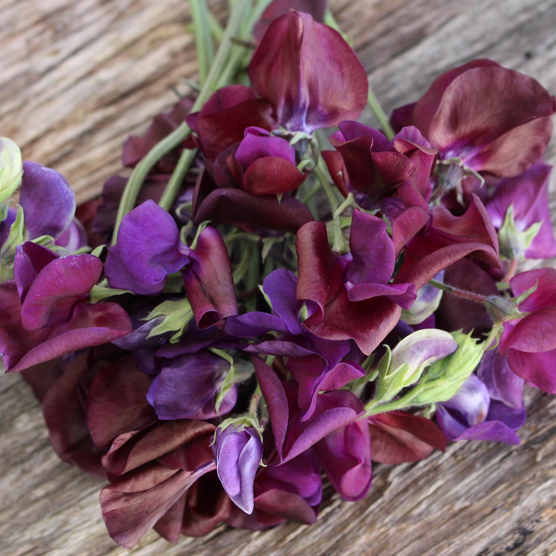 Sweet Pea ‘Beaujolais’