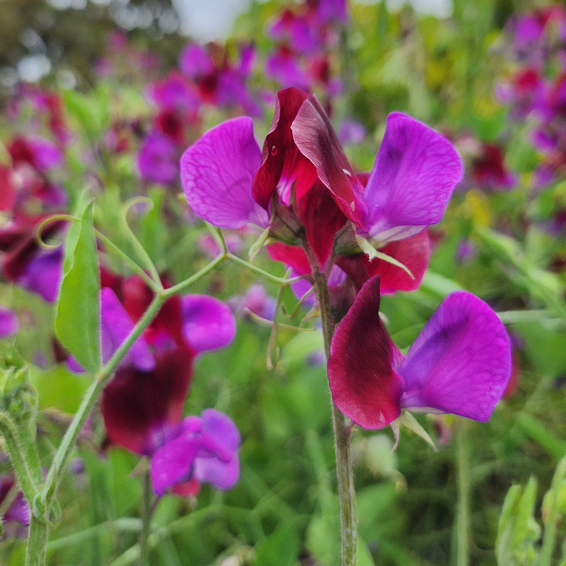 Sweet Pea &#39;Matucana&#39;
