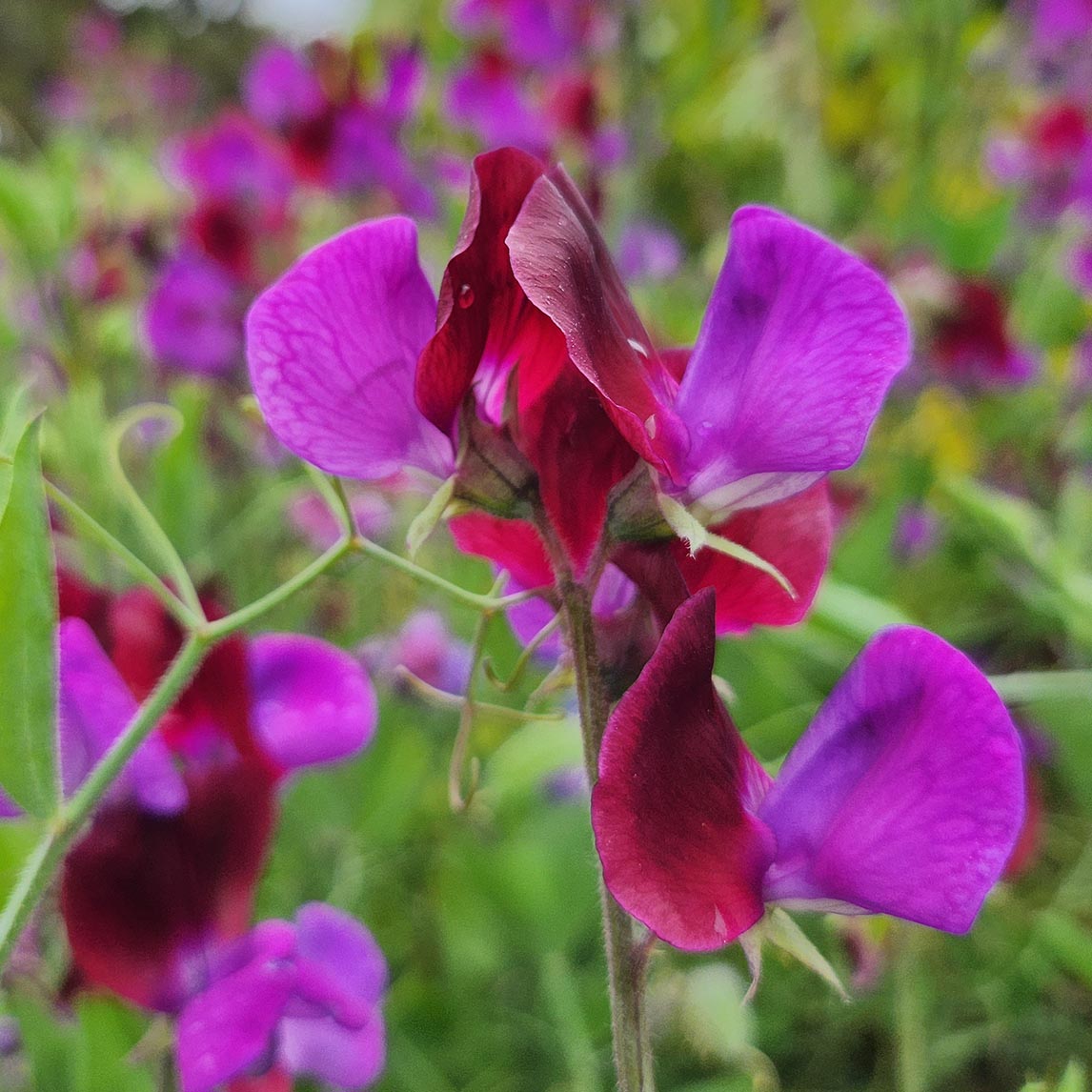 Sweet Pea Posy Collection