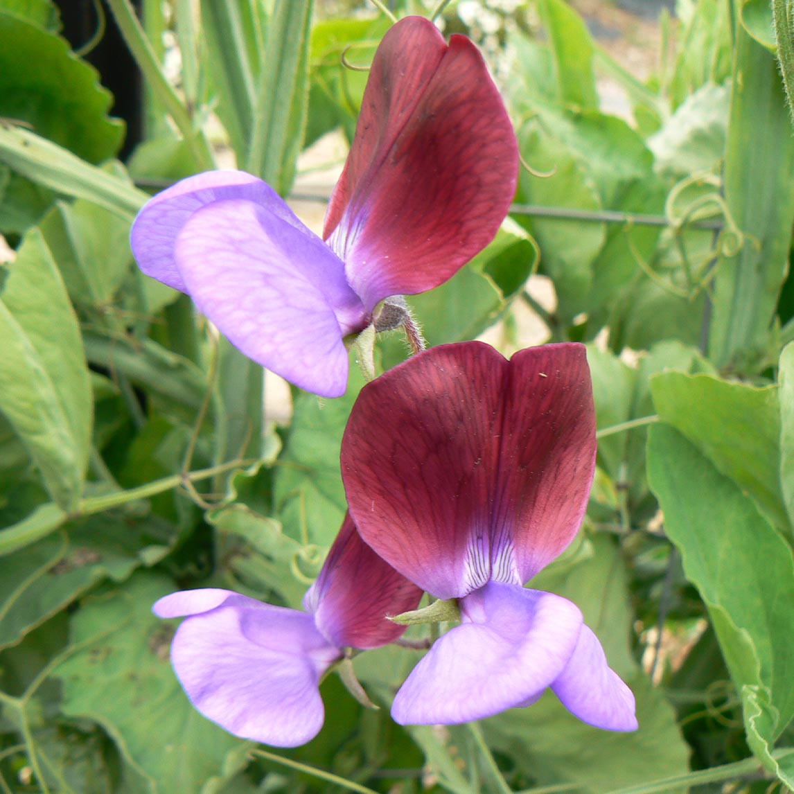 Sweet Pea Posy Collection