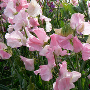 Sweet Pea Posy Collection