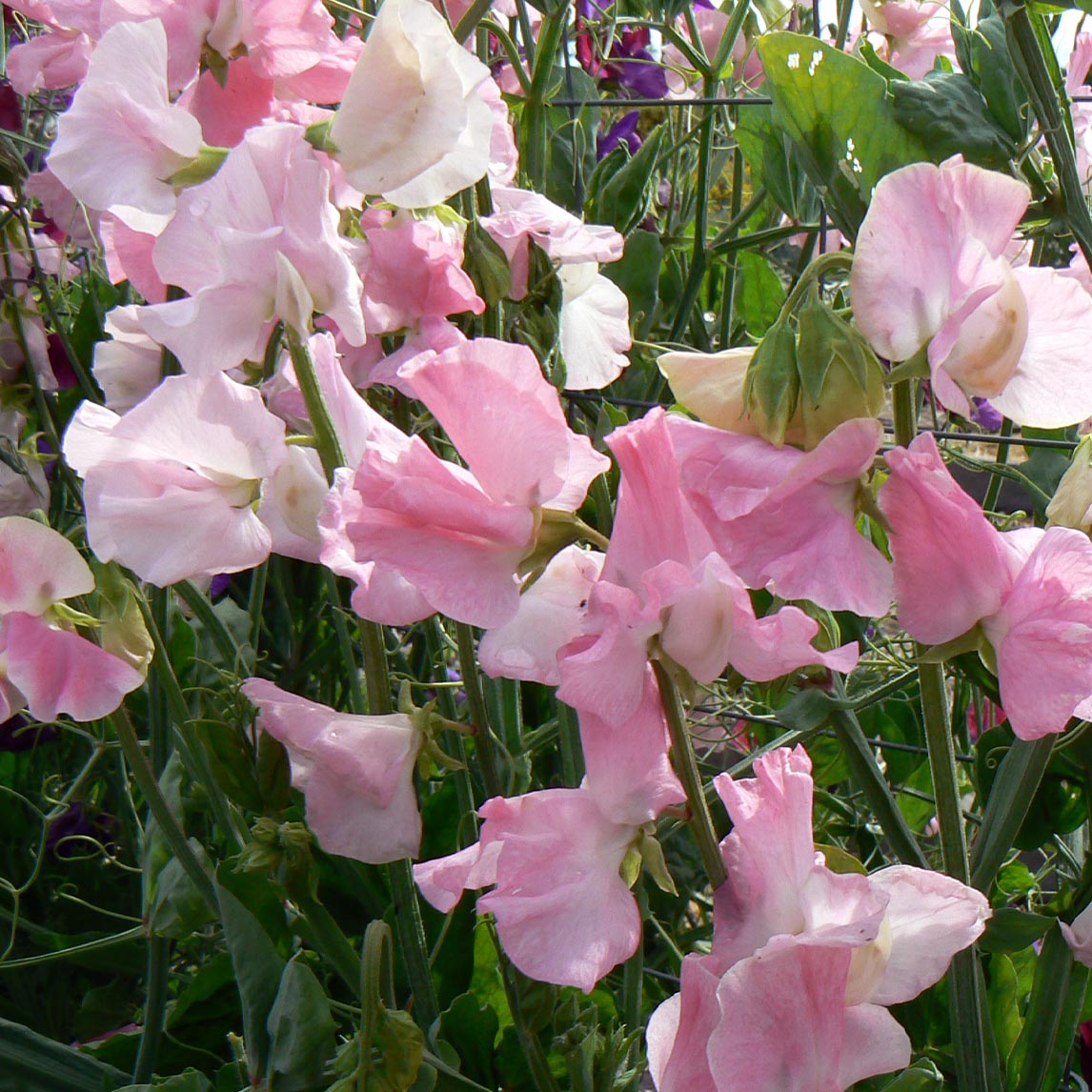 Sweet Pea Posy Collection