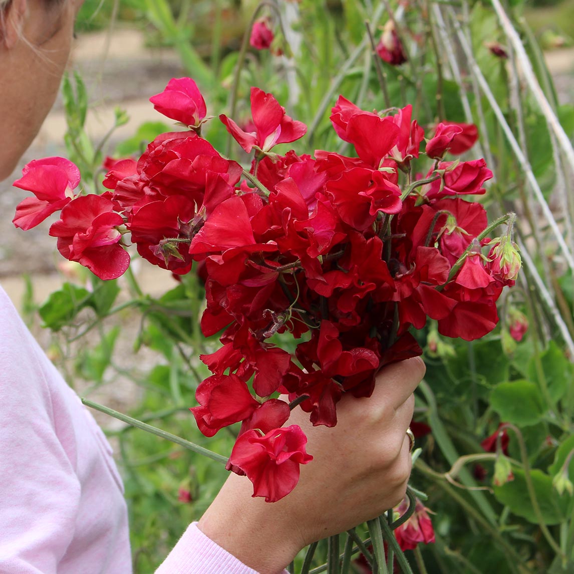 Sweet Pea Posy Collection