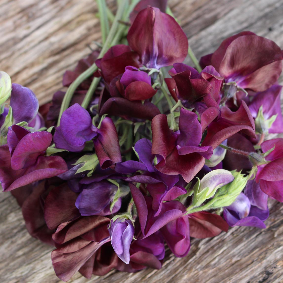 Sweet Pea Posy Collection