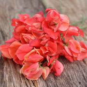Sweet Pea ‘Prince of Orange’