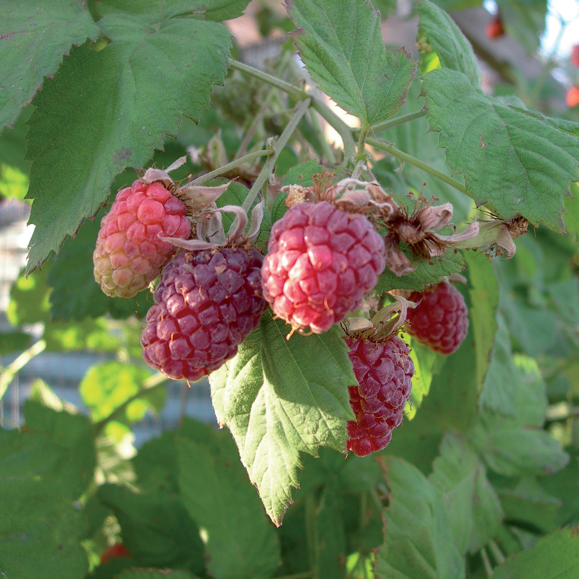 Loganberry discount