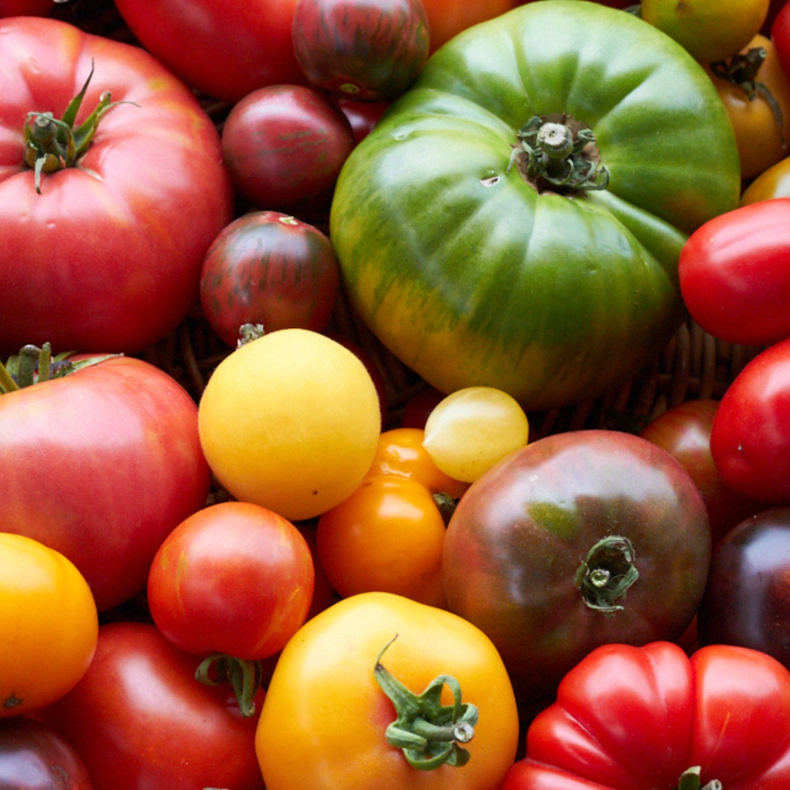 Tomatoes: Know, Sow, Grow! Workshop