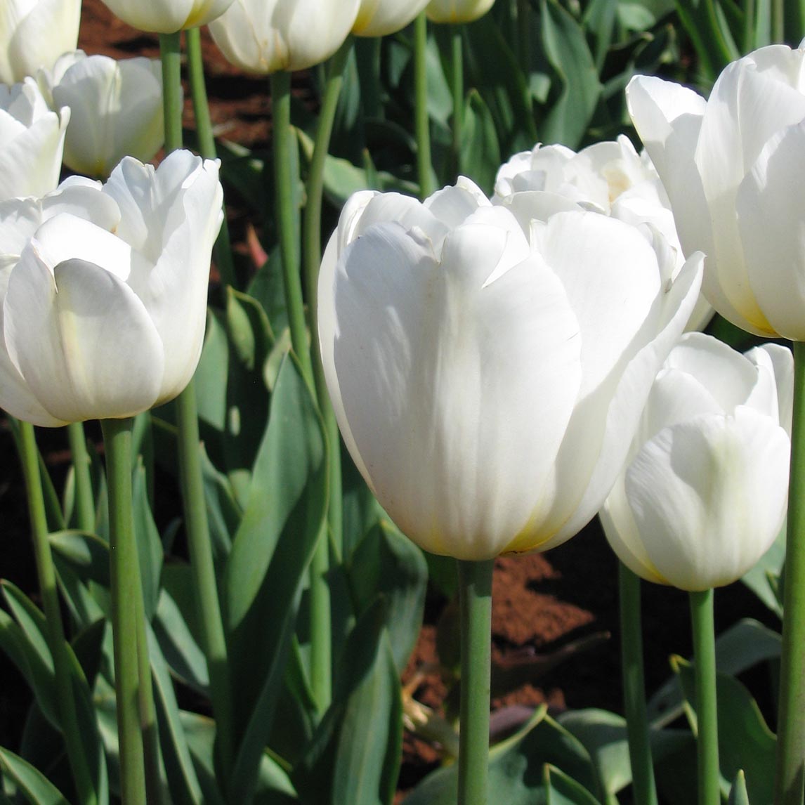 Antarctica (10 Bulbs)