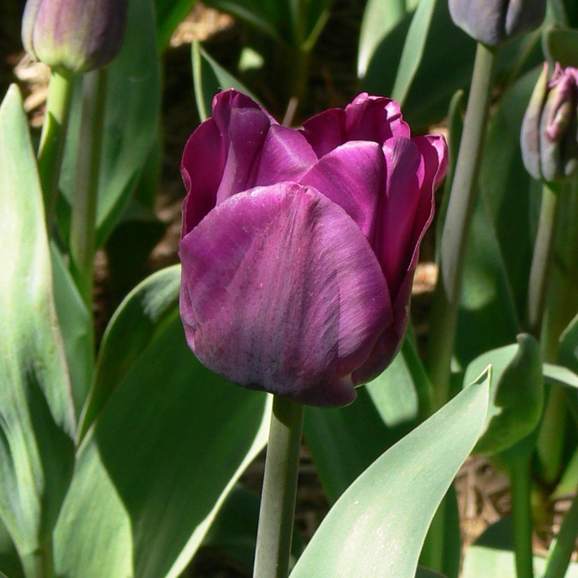 Tulip &#39;Saigon’