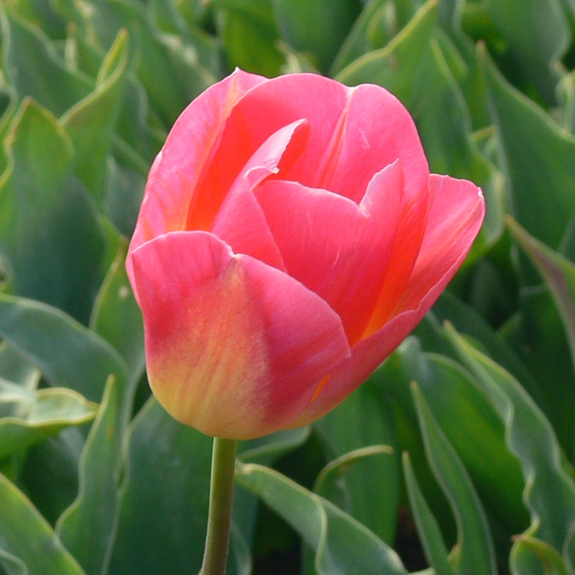 Tulip 'Tom Pouce'