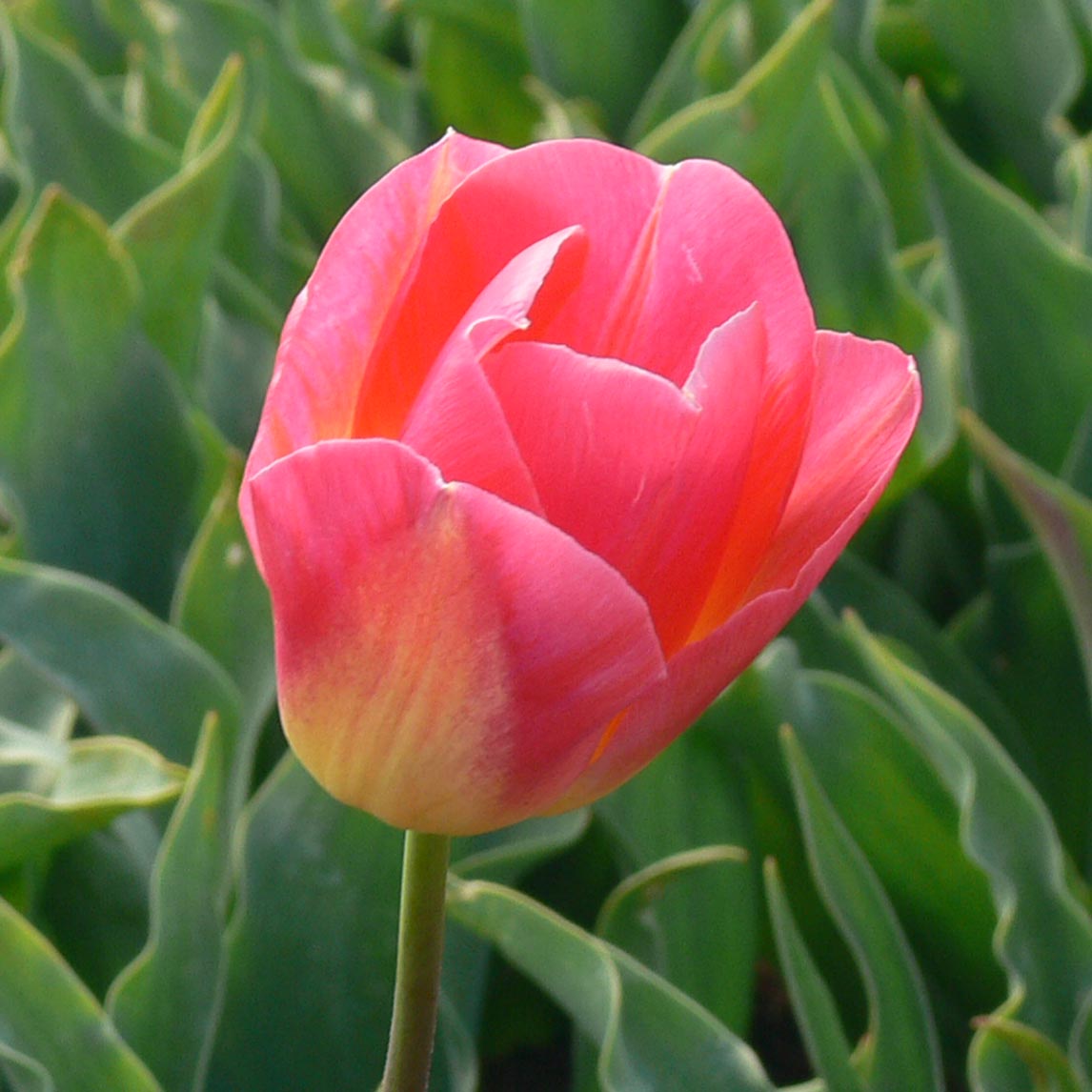 Tulip &#39;Tom Pouce&#39;