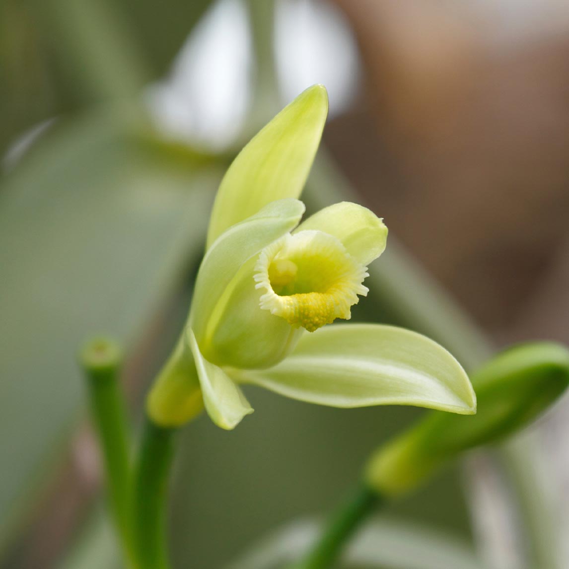 Vanilla Orchid The Diggers Club vanilla-orchid-the-diggers-club