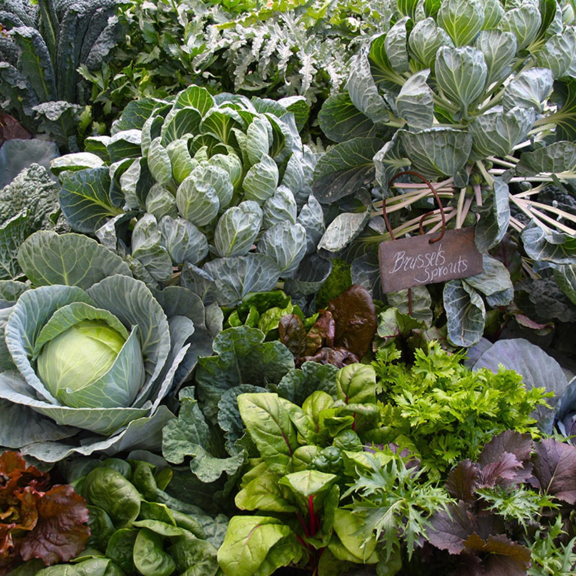 Vegie Growing Intensive Masterclass