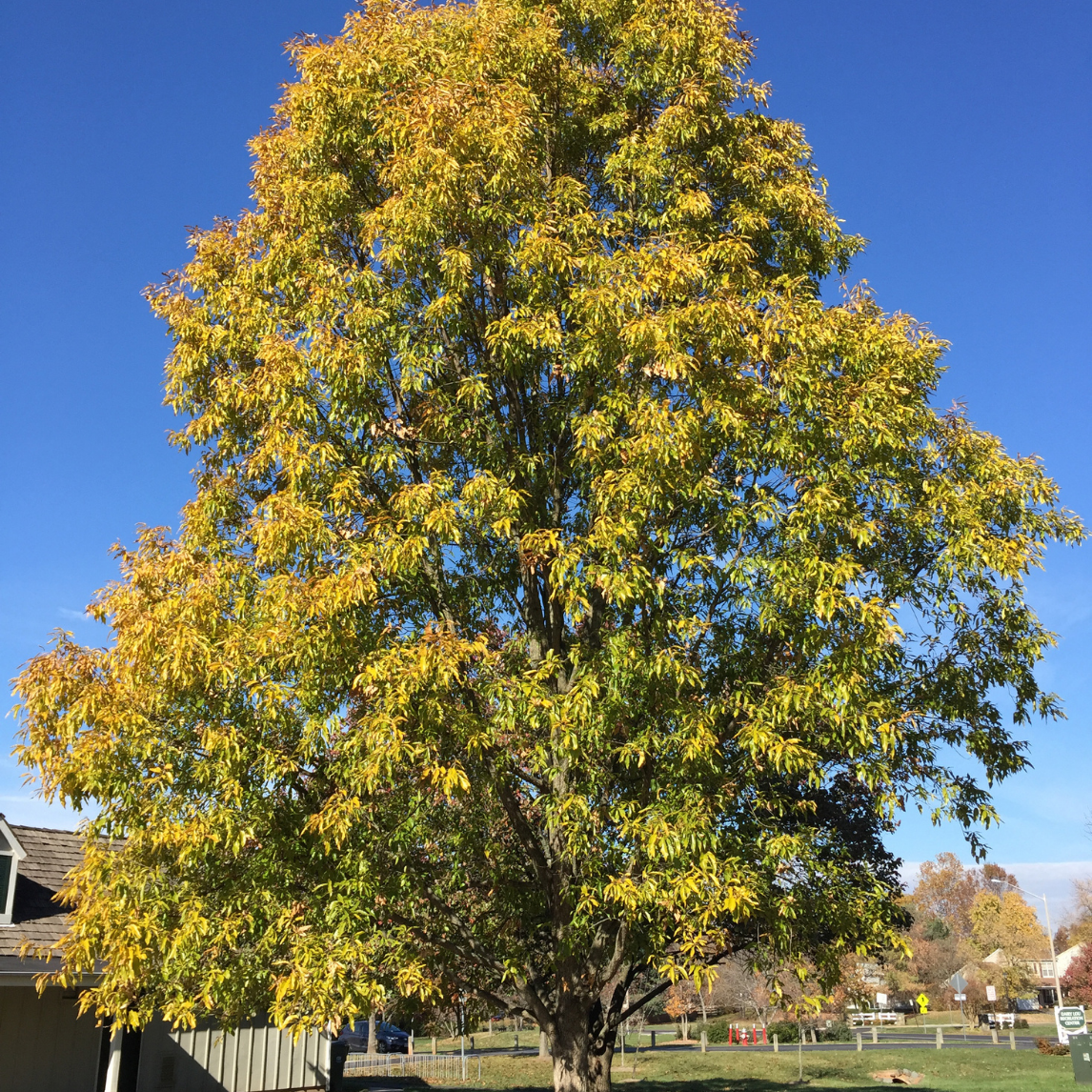 Sawtooth Oak